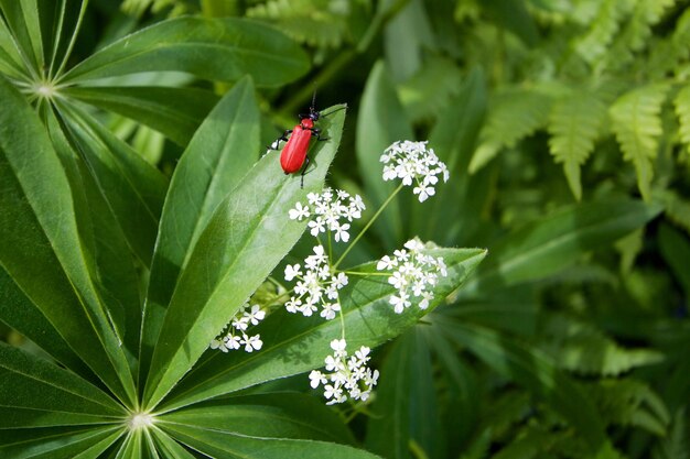 Un gros plan d'un insecte sur une plante