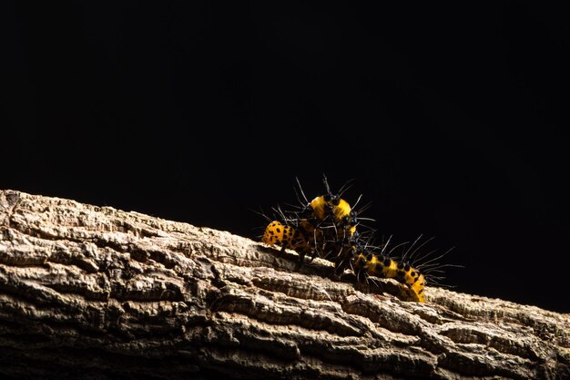 Photo un gros plan d'un insecte sur une roche sur un fond noir