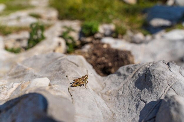 Un gros plan d'un insecte sur une roche