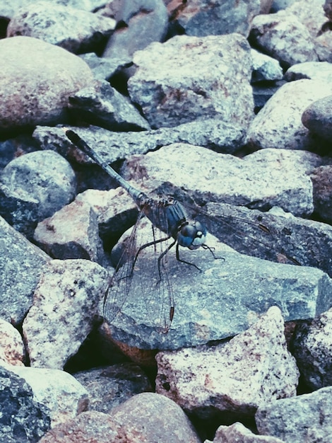 Un gros plan d'un insecte sur une roche