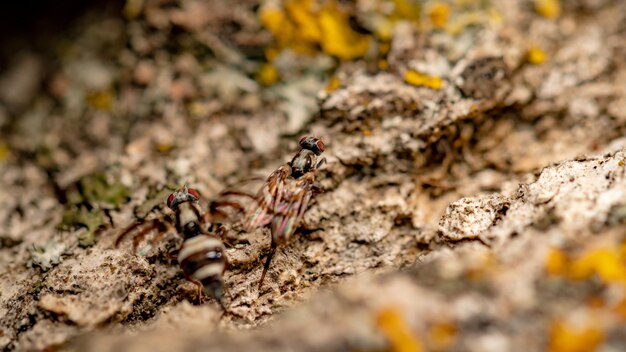 Photo un gros plan d'un insecte sur une roche