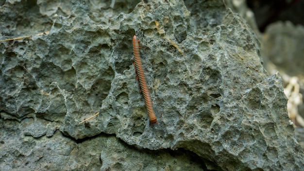 Photo un gros plan d'un insecte sur une roche