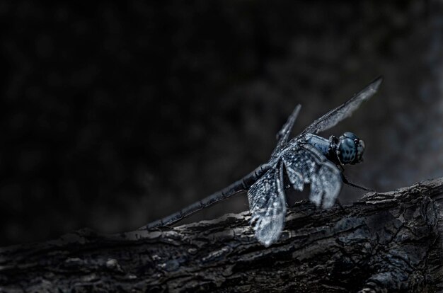 Un gros plan d'un insecte sur une roche