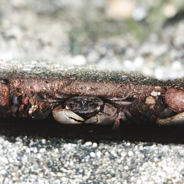 Photo un gros plan d'un insecte sur une roche