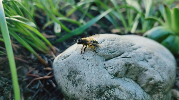 Un gros plan d'un insecte sur une roche