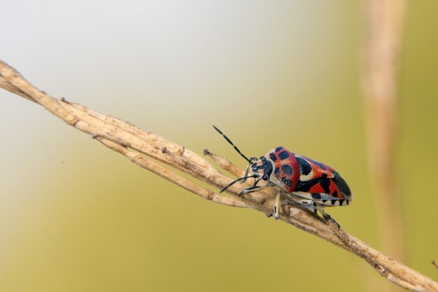 Gros plan d'un insecte soldat rouge sur un bâton