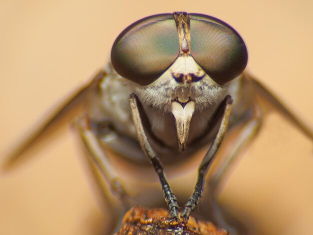 Photo un gros plan d'un insecte sur une table