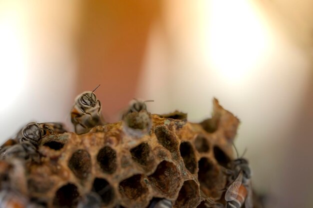 Photo un gros plan d'un insecte sur une table