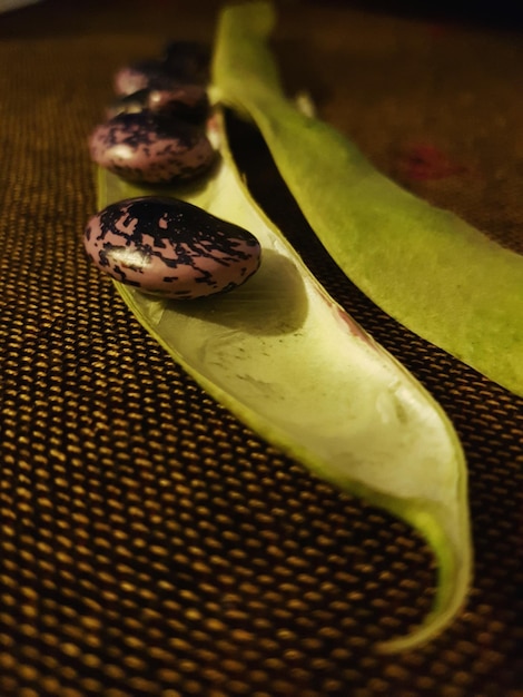 Photo un gros plan d'un insecte sur une table