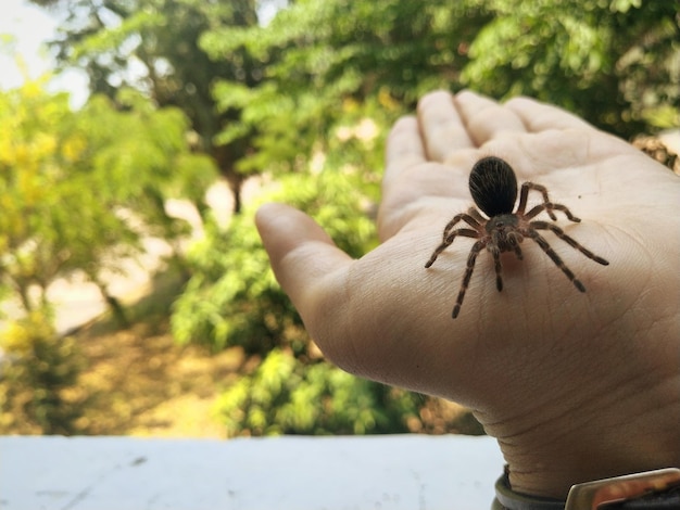 Un gros plan d'un insecte sur une tarentule à la main