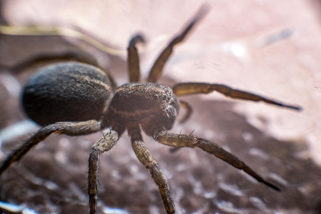 Photo un gros plan d'un insecte sur terre