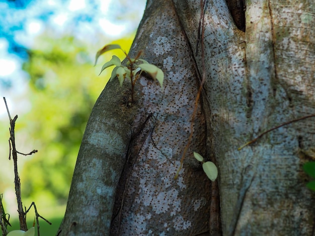 Photo un gros plan d'un insecte sur le tronc d'un arbre