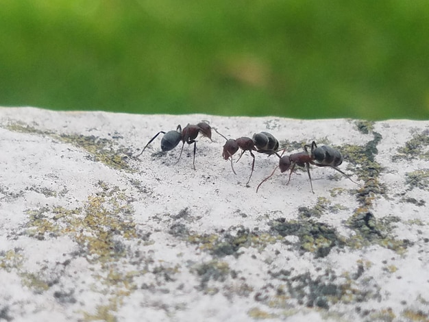 Photo un gros plan d'un insecte en vol