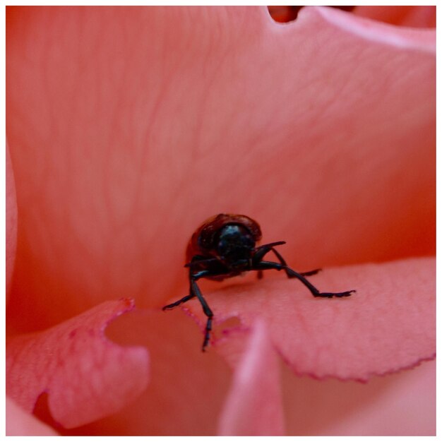 Photo un gros plan d'un insecte