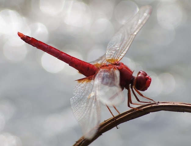 Photo un gros plan d'un insecte