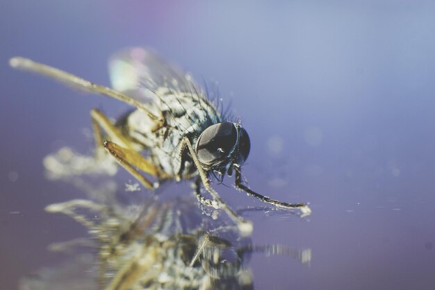 Photo un gros plan d'un insecte