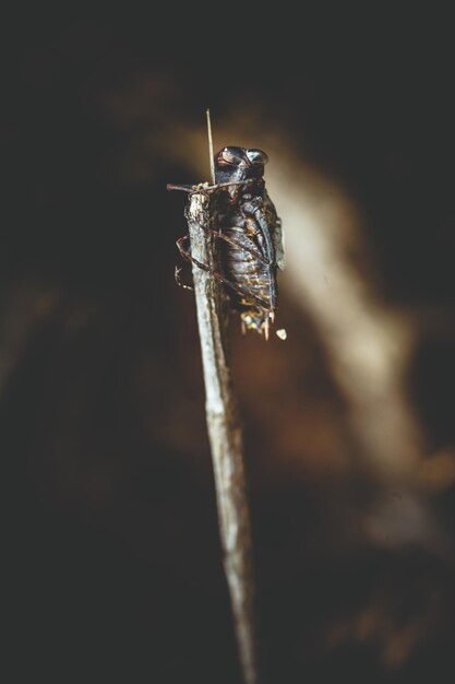 Un gros plan d'un insecte