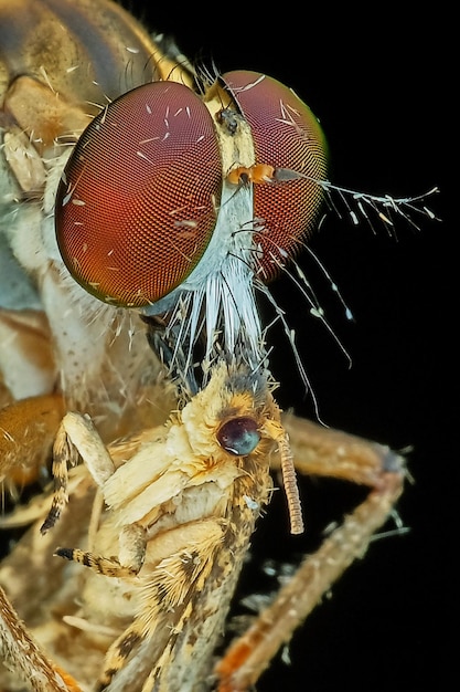 Photo un gros plan d'un insecte