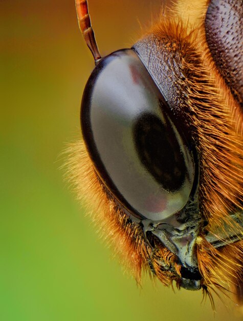 Photo un gros plan d'un insecte