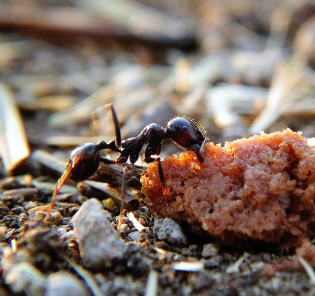 Photo un gros plan d'un insecte