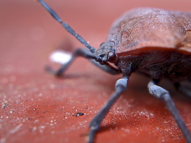 Photo un gros plan d'un insecte