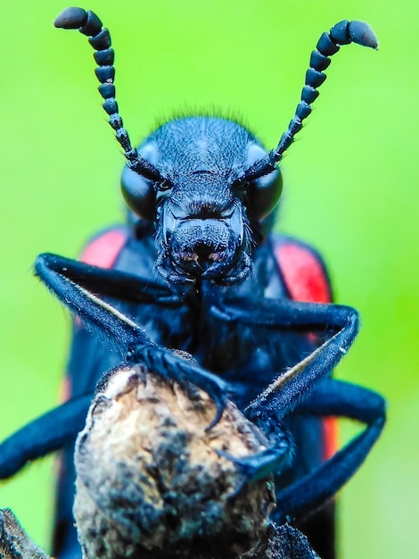 Photo un gros plan d'un insecte