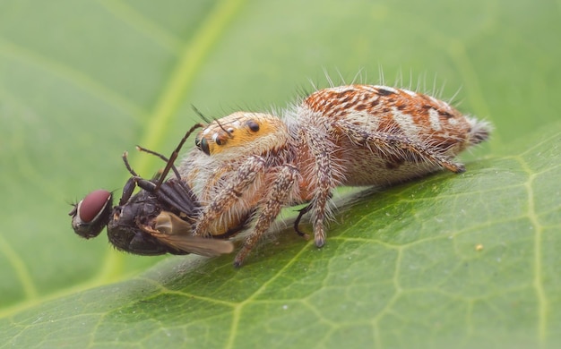 Un gros plan d'un insecte
