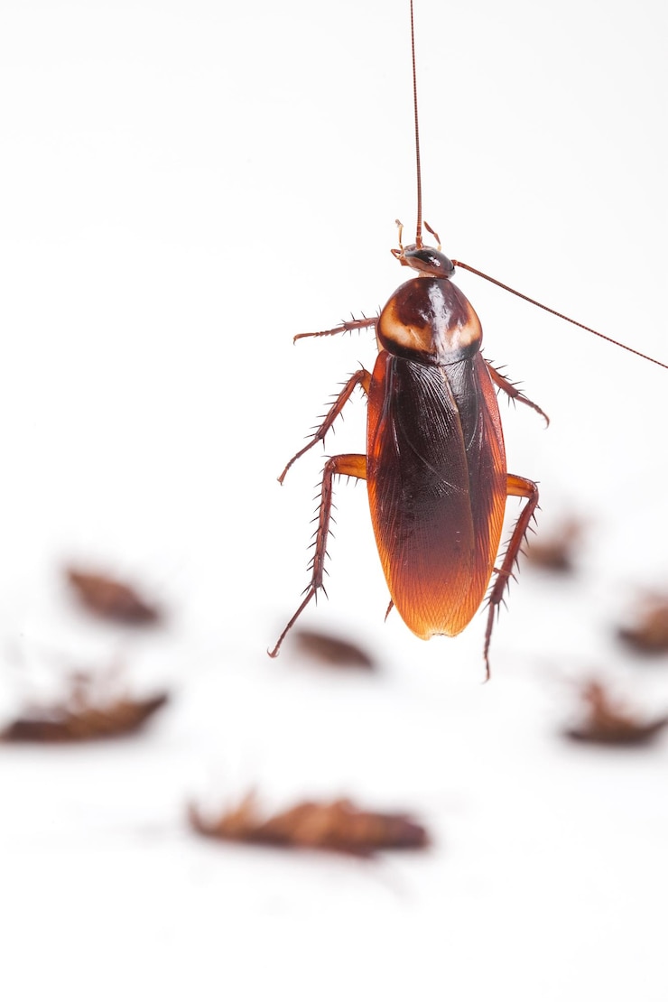 Photo un gros plan d'un insecte