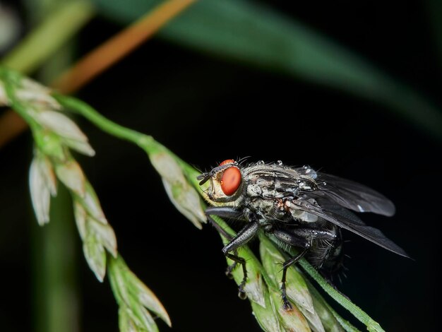 Photo un gros plan d'un insecte