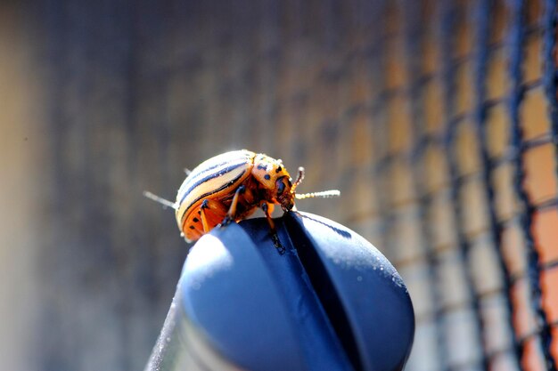 Photo un gros plan d'un insecte