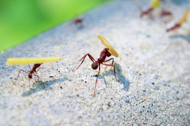 Photo un gros plan d'un insecte