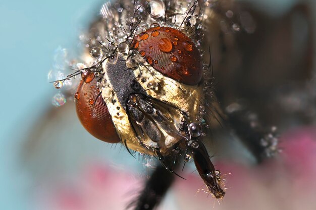 Photo un gros plan d'un insecte