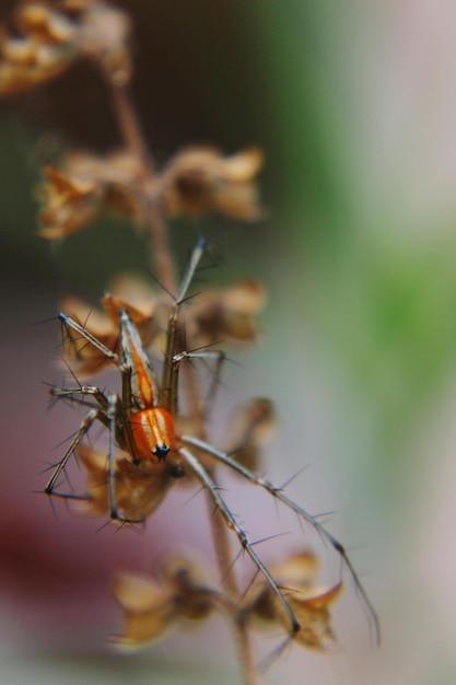 Un gros plan d'un insecte