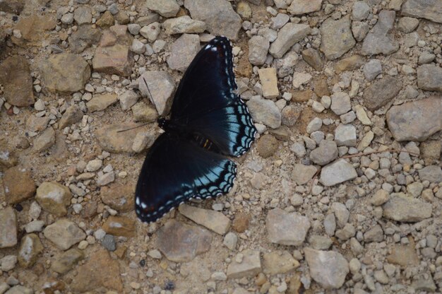 Photo un gros plan d'un insecte