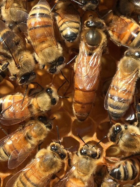 Photo un gros plan d'un insecte