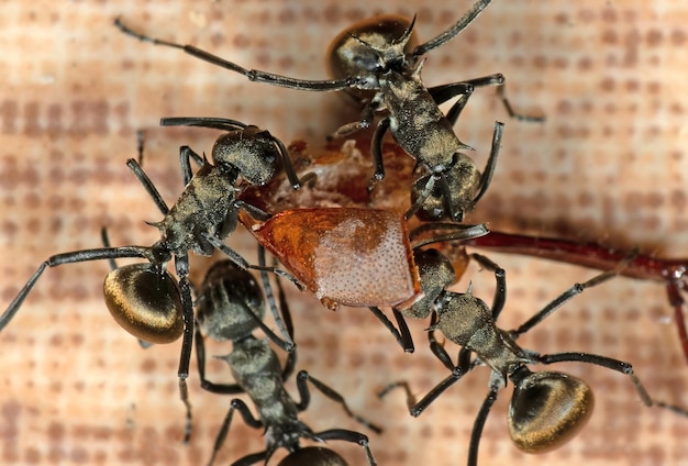 Photo un gros plan d'un insecte