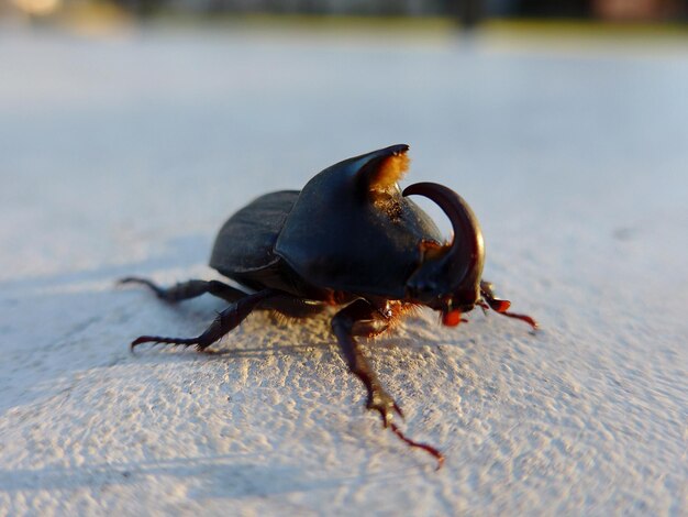 Photo un gros plan d'un insecte