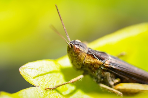 Un gros plan d'un insecte