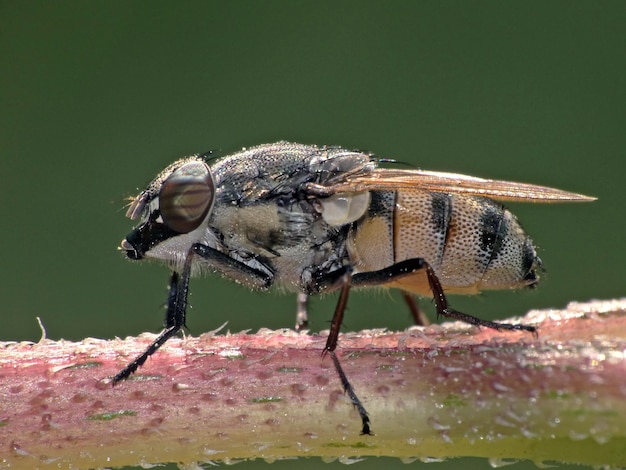 Photo un gros plan d'un insecte