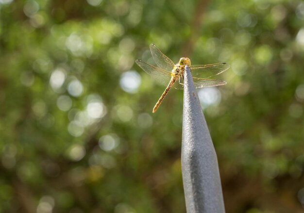 Photo un gros plan d'un insecte