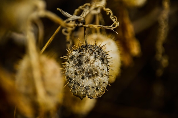 Photo un gros plan d'un insecte