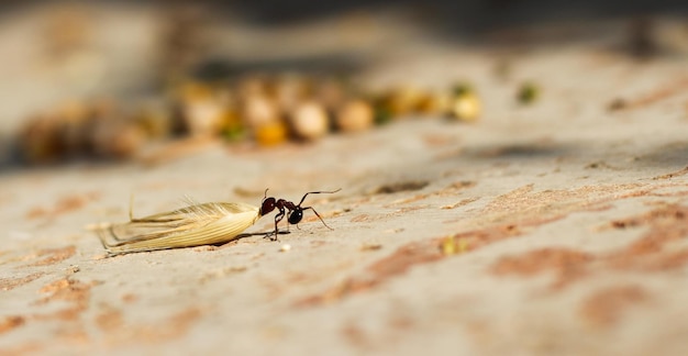 Photo un gros plan d'un insecte