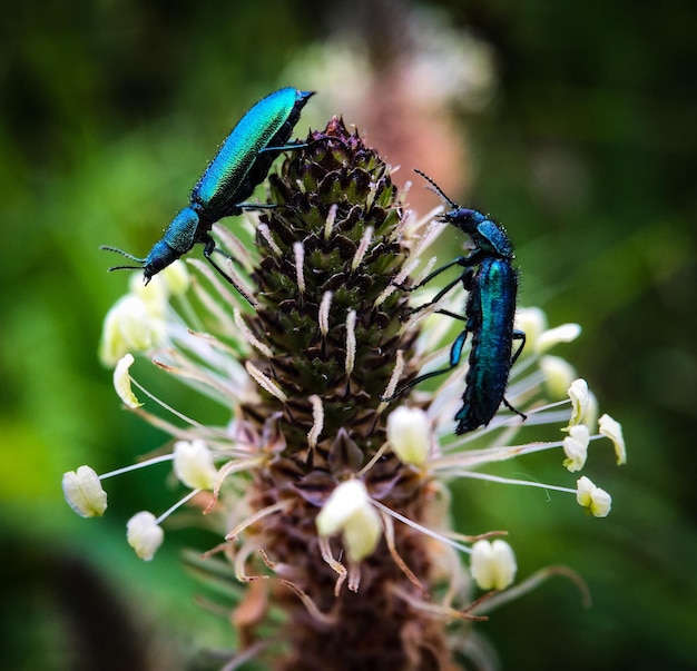 Un gros plan d'insectes bleus en train de polliniser une fleur