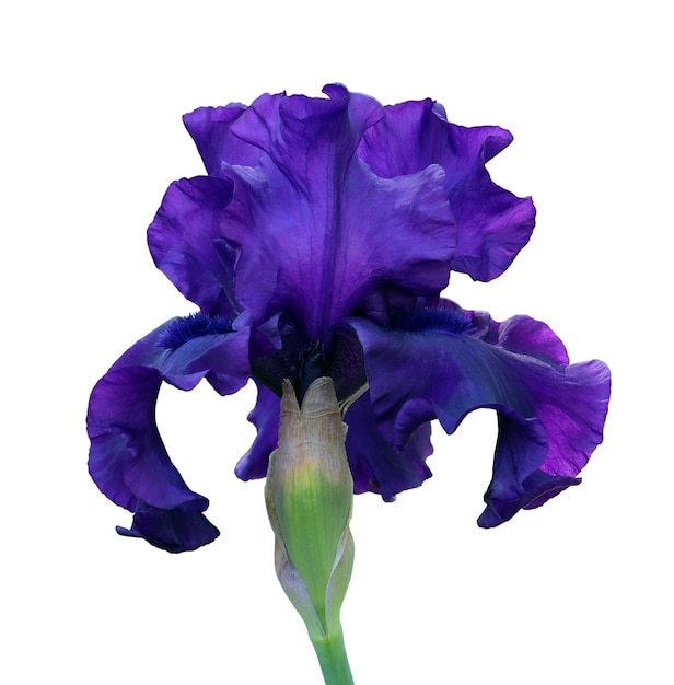 Gros plan d'iris bleu fleur isolée sur fond blanc