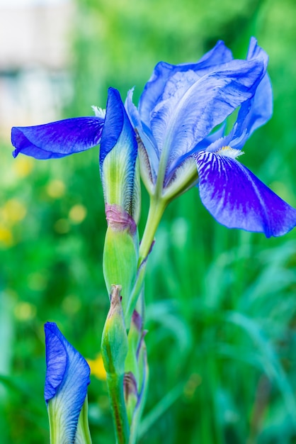 Gros plan, iris, fleur