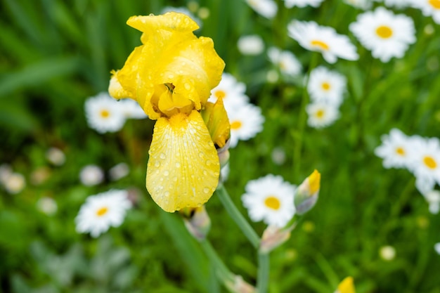 Gros plan d'iris jaune sur fond de marguerites