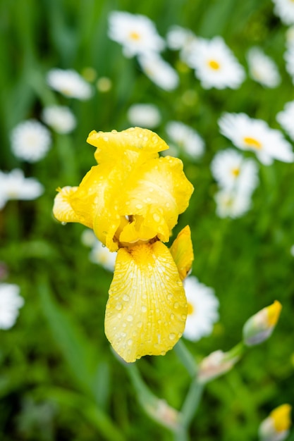 Gros plan d'iris jaune sur fond de marguerites