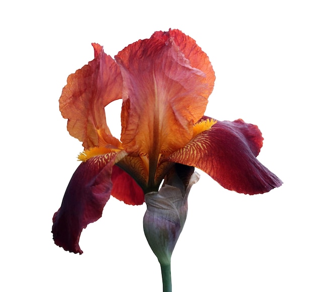 Gros plan d'iris rouge fleur isolée sur fond blanc