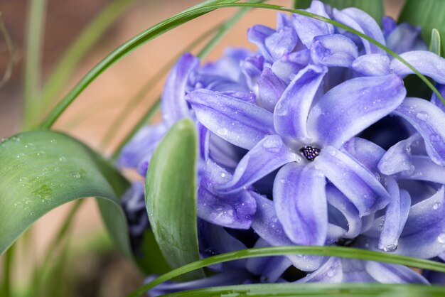 Gros plan sur la jacinthe bleue