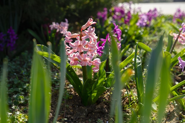 Gros plan de jacinthe rose dans le jardin